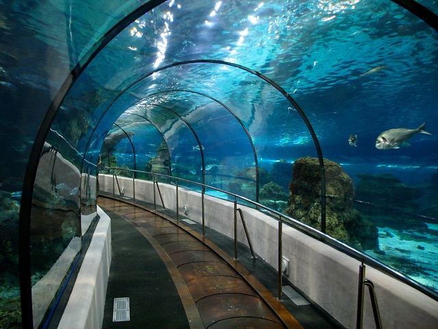 барселона акваріум